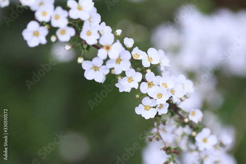 斜線上の白い小柄な花びらたち
