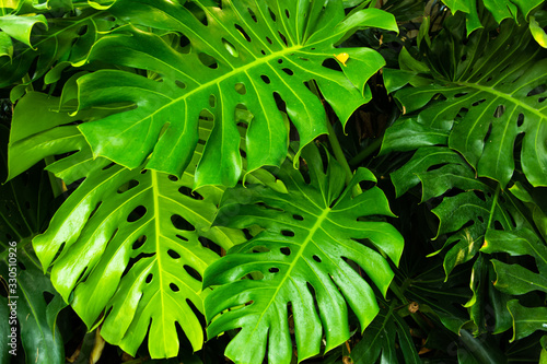 Philodendron monstera obliqua, green leaf
