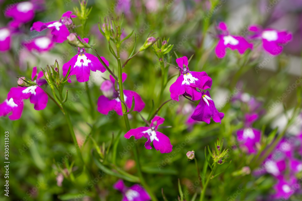Lobelia bright pink flowers are grown at the nursery Lobelia bright pink flowers are grown at the nursery