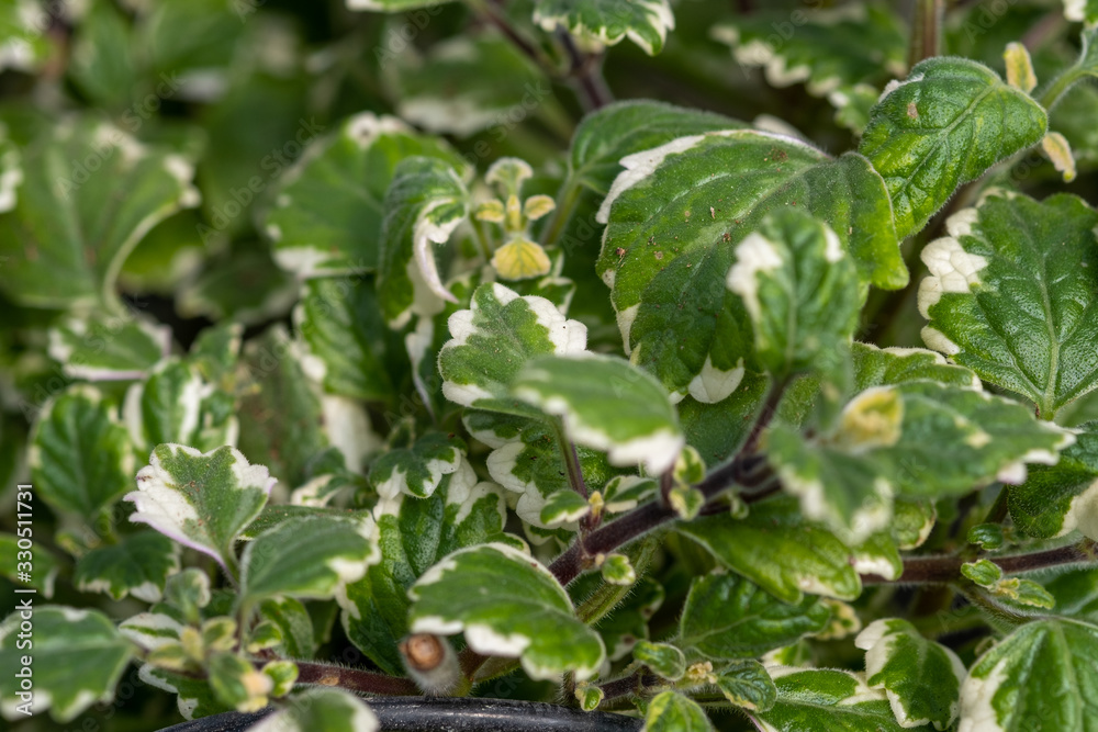 Plectranthus Spurflower is grown at the nursery Plectranthus Spurflower is grown at the nursery