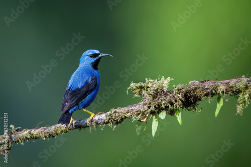 The Shining honeycreeper, Cyanerpes lucidus The bird is perched on the branch in the rain forest America Ecuador Wildlife scene from Africa nature. branch wit some moss..