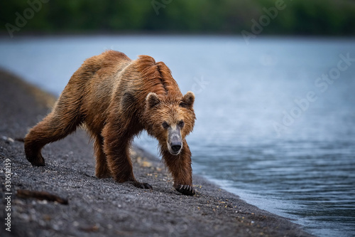 The Kamchatka brown bear, Ursus arctos beringianus catches salmons at Kuril Lake in Kamchatka, running in the water, action picture