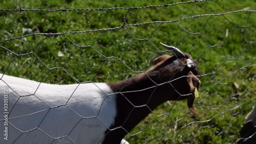 Two goats walk in a green pasture near the fence