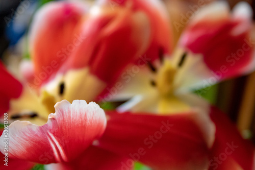 Close-up of blooming blooming red tulips with white veins, pestle and stamens in early spring