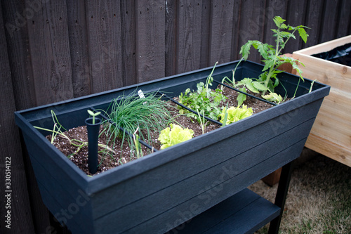Suburban backyard raised plastic patio container garden filled with organic vegetables and herbs