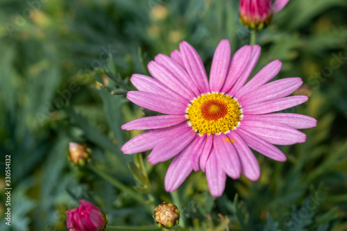 A macro shot of the pink chrysanthemums or mums or chrysanths flowers