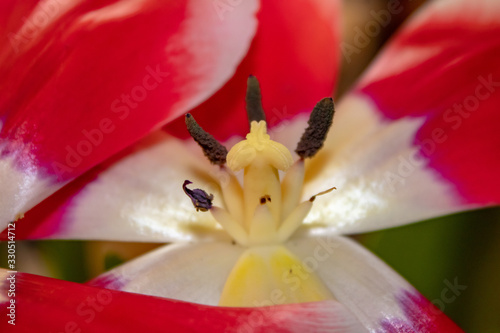 Close-up of a blooming blooming red tulip with white veins, a pestle and stamens similar to the image of a man in early spring photo