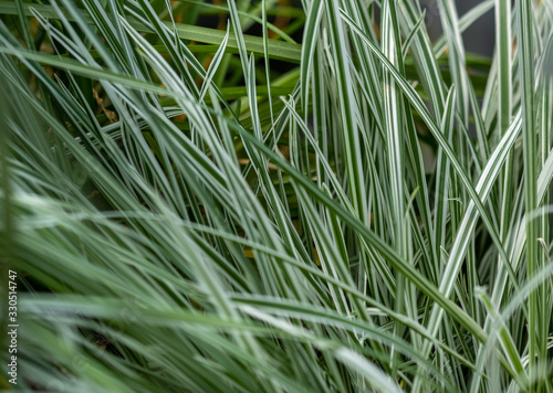 Liriope muscari, commonly called lilyturf or blue lily turf grown at the nursery photo