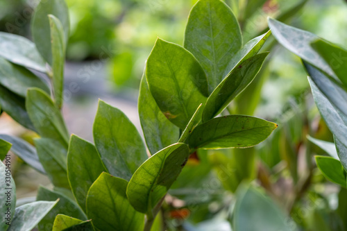 Zamioculcas or Zanzibar gem, ZZ plant, Zuzu plant grown at the nursery © vadiml