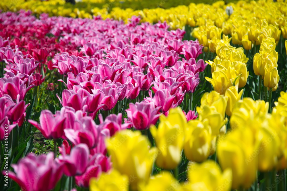 Field of netherlands, pink and yellow tulips on a sunny day close-up