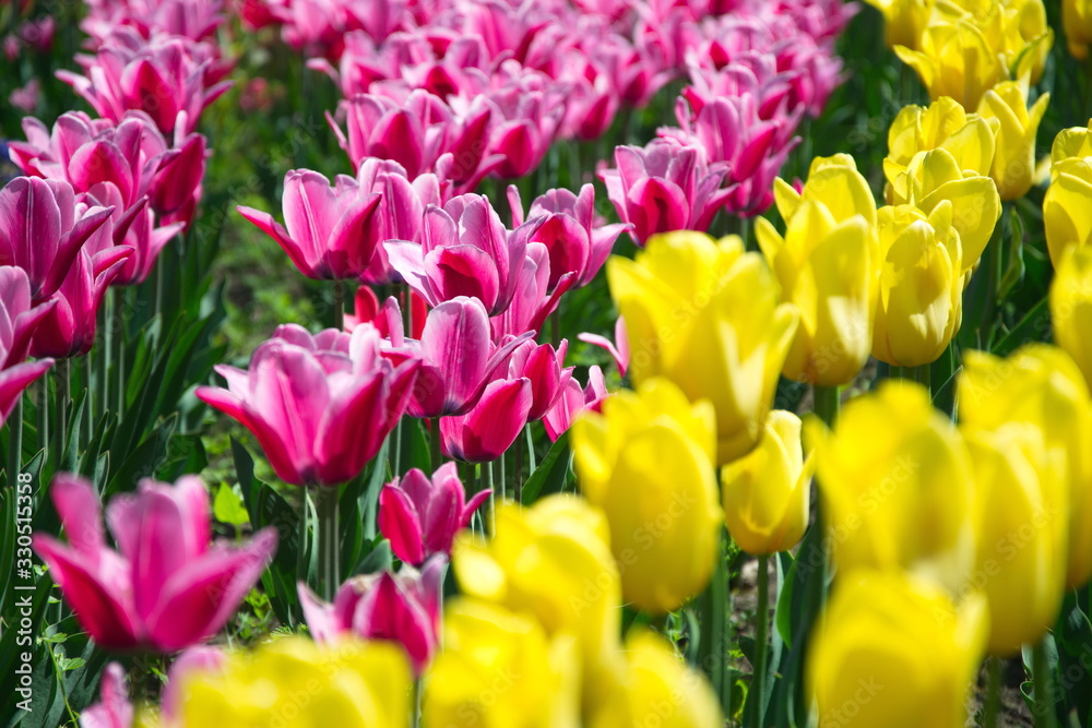 Field of netherlands, pink and yellow tulips on a sunny day close-up Field of netherlands, pink and yellow tulips on a sunny day close-up