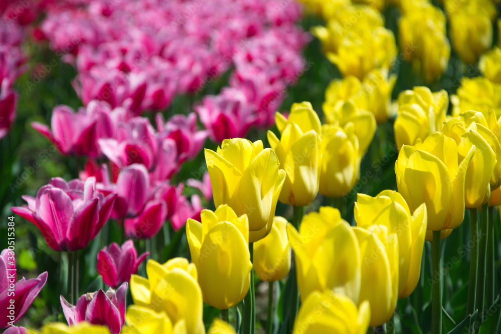 Field of netherlands, pink and yellow tulips on a sunny day close-up Field of netherlands, pink and yellow tulips on a sunny day close-up