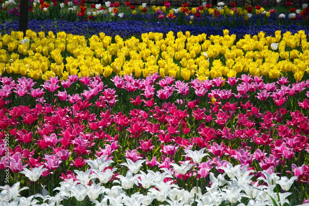 Field of Netherlands, multi-colored tulips on a sunny day close-up