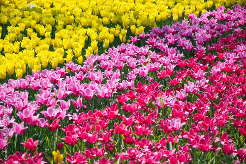 Field of netherlands, yellow and pink tulips on a sunny day close-up