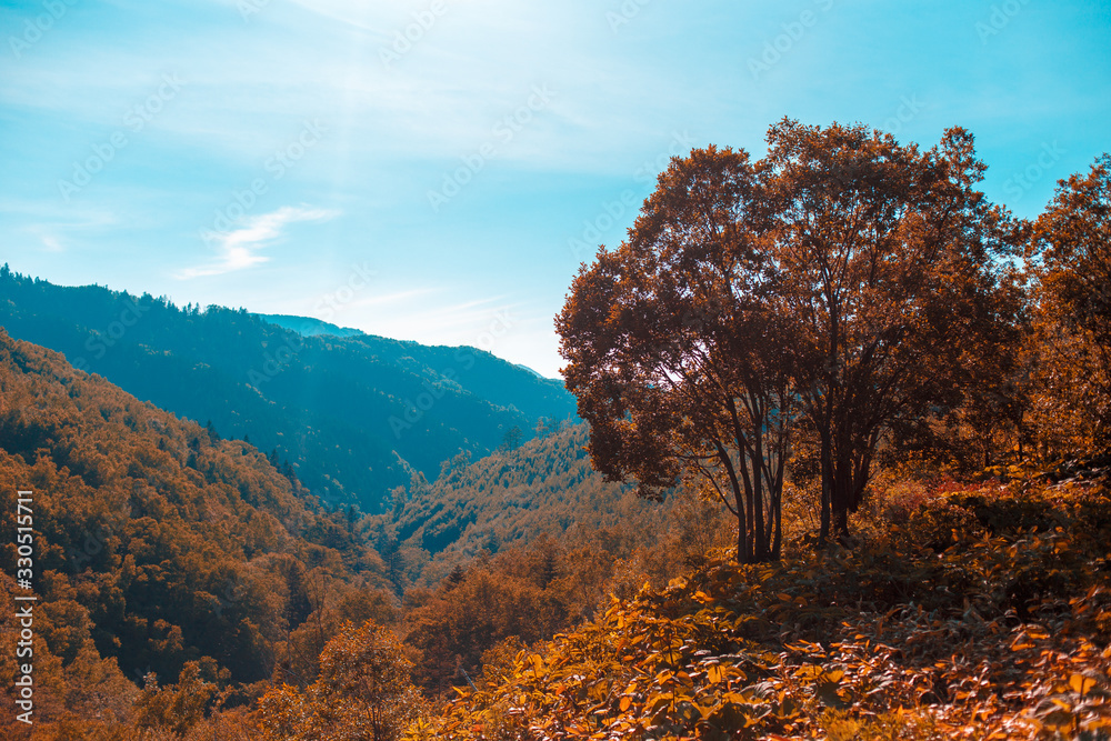 Fototapeta premium autumn in the mountains