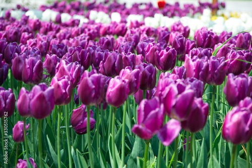 Field of Netherlands Purple, White Tulips on a Sunny Day Closeup