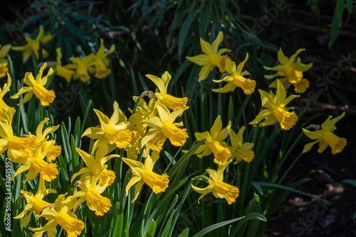Yellow flowers of february gold narcissus