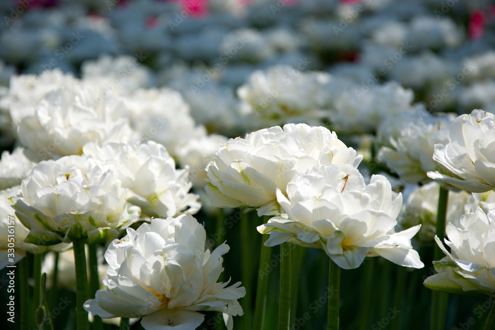 Field of Netherlands white tulips on a sunny day Field of Netherlands white tulips on a sunny day