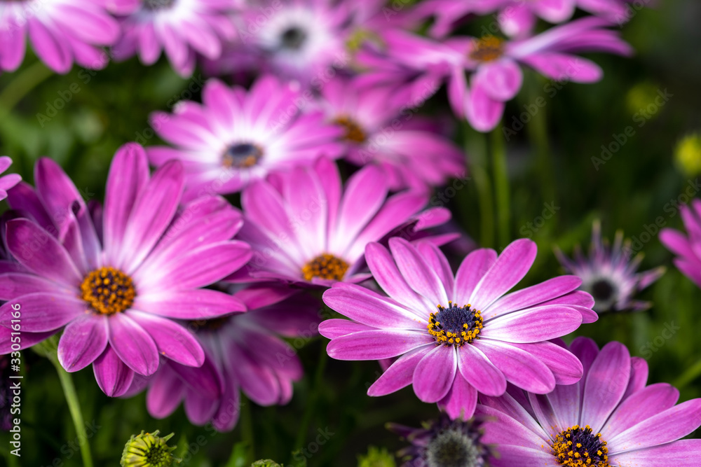 Beautiful osteospermum flowers growing at the nursery Beautiful osteospermum flowers growing at the nursery