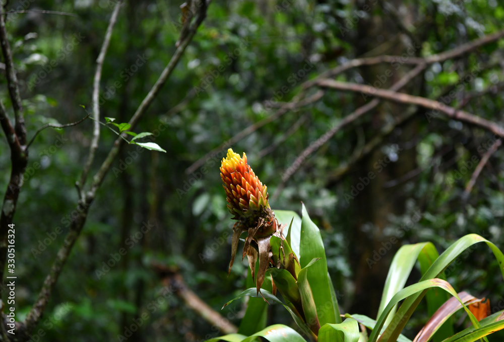 tropical plant with orange flowers in the wild tropical plant with orange flowers in the wild