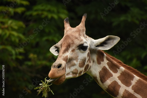 キリン　Giraffe © 圭太 小川