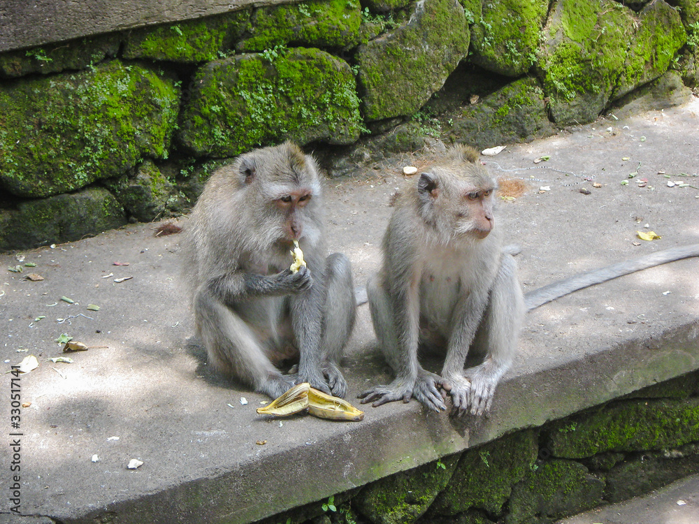 2 gray monkeys are sitting on a concrete bench against the background of overgrown green moss. One of them is eating a banana thoughtfully. Monkey Forest Bali