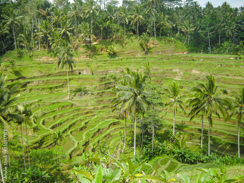 Rice fields amid beautiful tropical palm trees. Ubud. Bali
