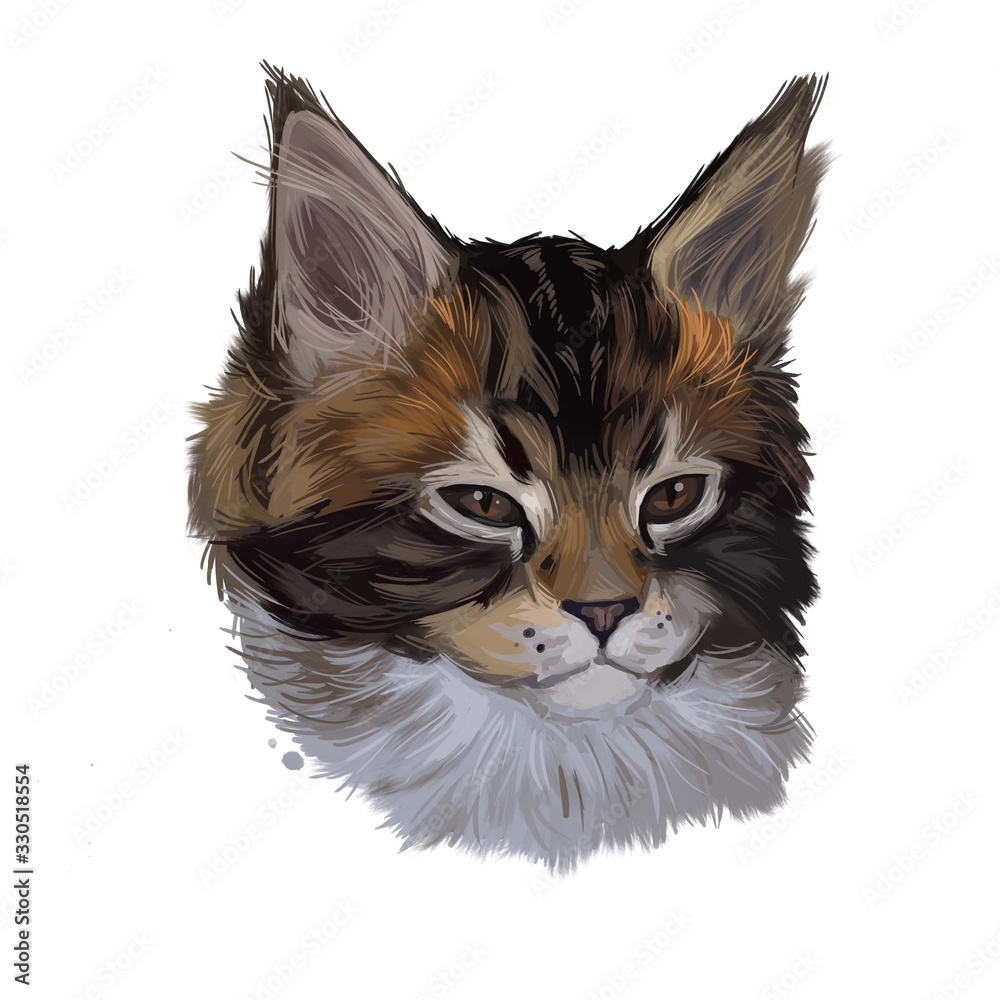 Maine coon kitten watercolor portrait of small cat digital art illustration. Realistic drawing of kitty with long and furry coat and ears. Maine shag face in closeup. American longhair breed of feline