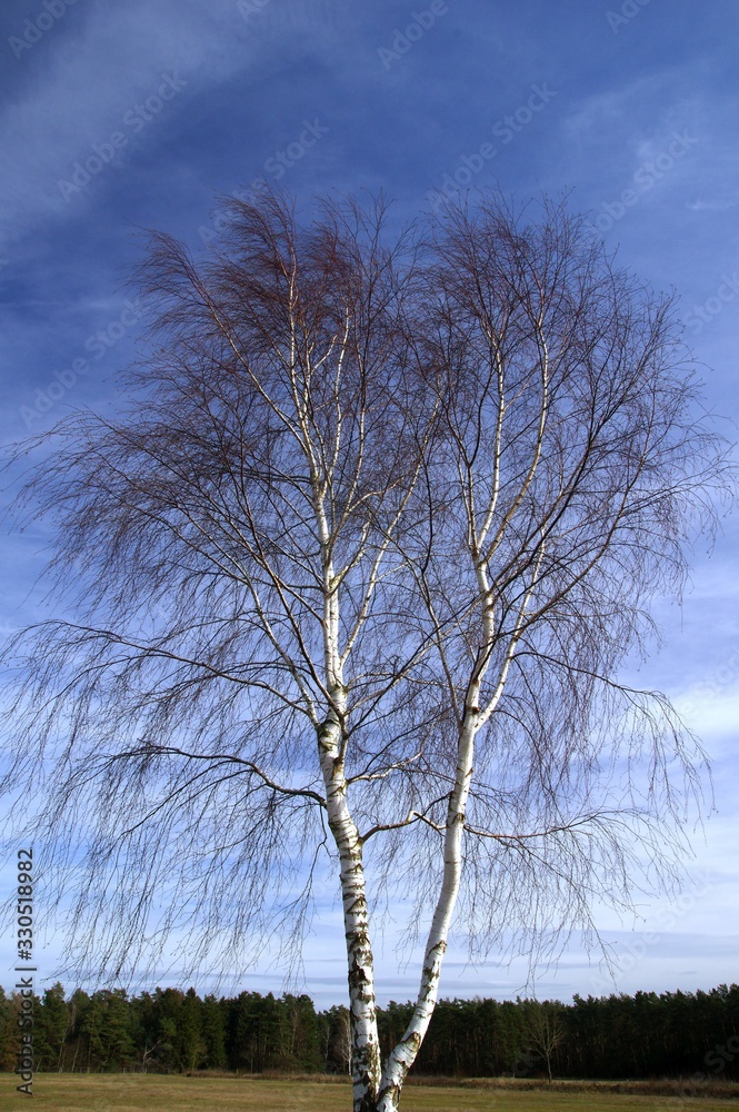 Obraz premium Blattlose Birke