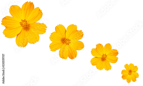 Design yellow yerbera flower in isolated