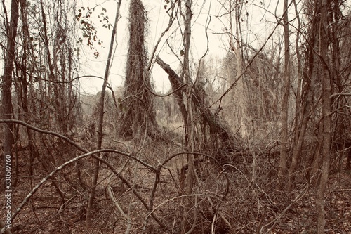 Forgotten