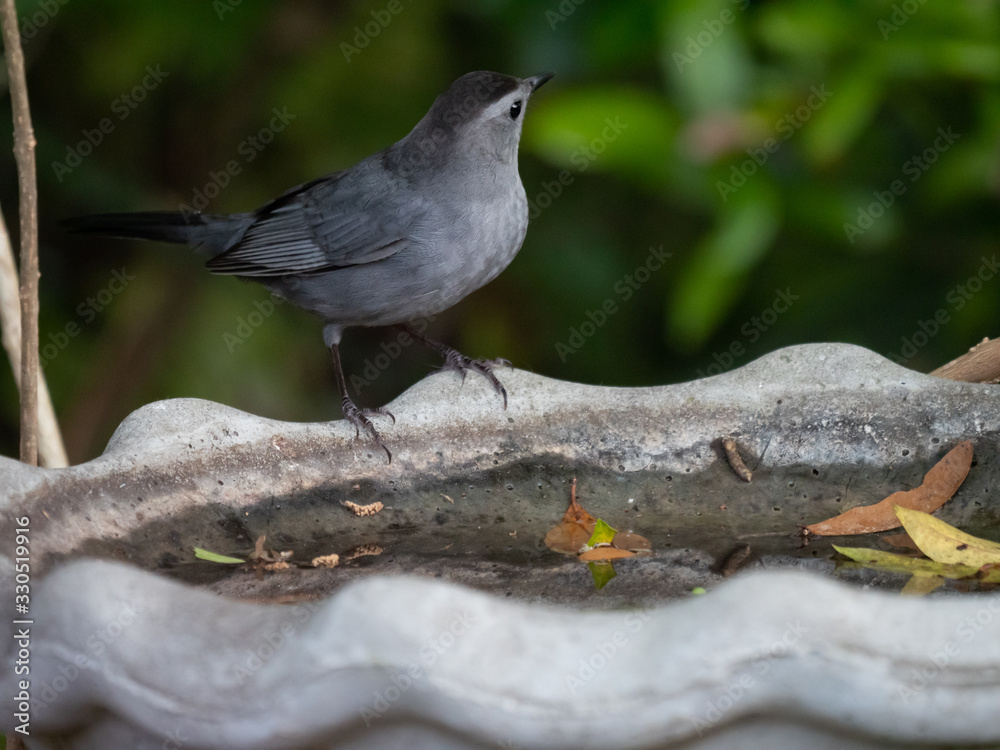 Obraz premium Gray Catbird