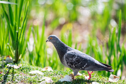 Pigeon walk alone on grass