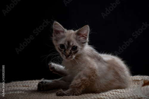 Cat playing on a black background