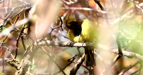 Chestnut-tailed mina bird(Minla strigula) live on Doi Inthanon,Chiengmai,Thailand photo