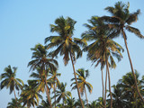 landscape of coconut trees on the beach in the morning. The concept of vacation, recreation.