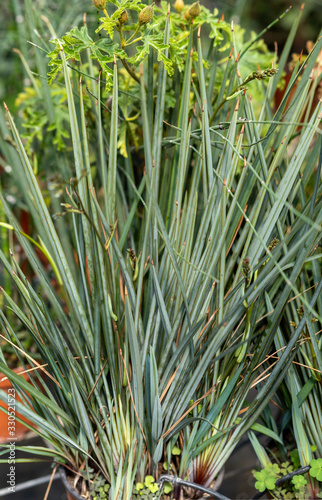 Juncus acutus, the spiny rush, sharp rush or sharp-pointed rush plant growing in the greenhouse