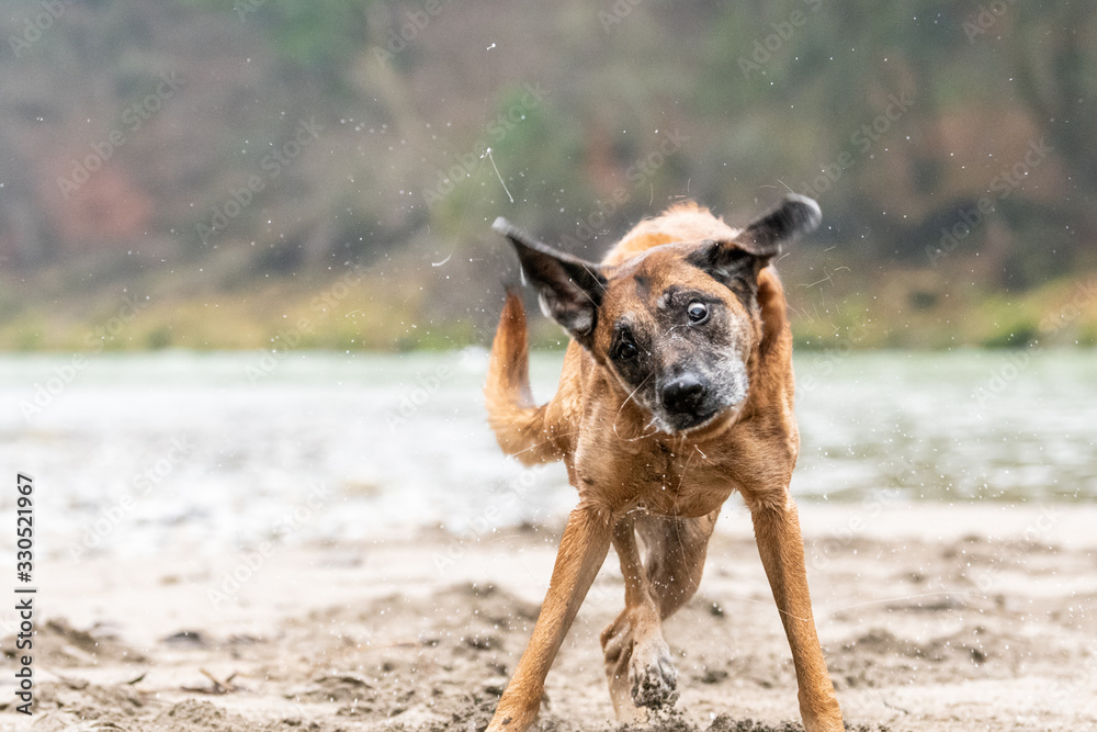 Hund schüttelt sich