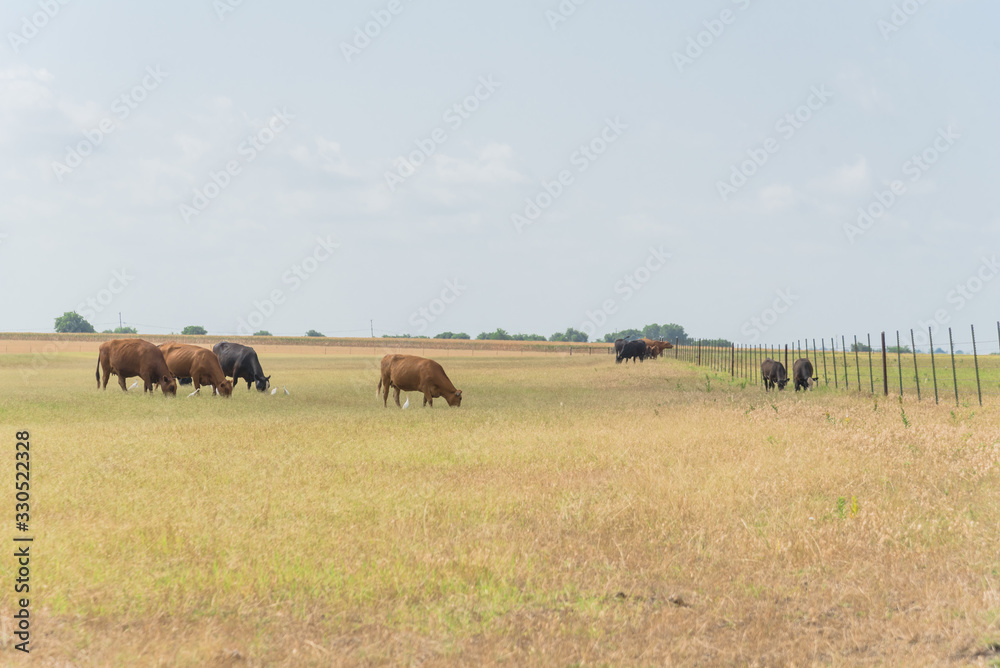 Group of cattle egrets flying near grazing cows on prairie ranch in Waxahachie, Texas, America Group of cattle egrets flying near grazing cows on prairie ranch in Waxahachie, Texas, America