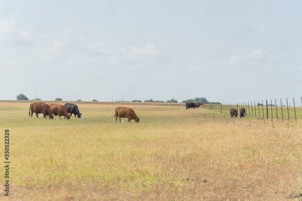 Group of cattle egrets flying near grazing cows on prairie ranch in Waxahachie, Texas, America