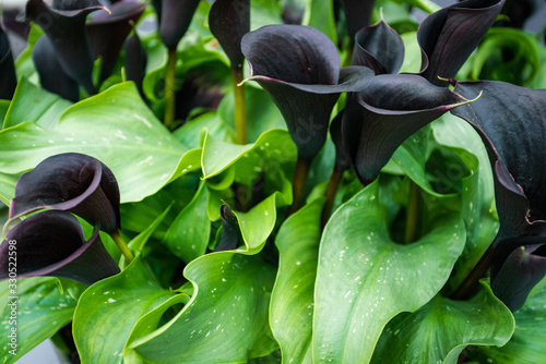 Foto dark purple , black  calla lily. Dark violet callas