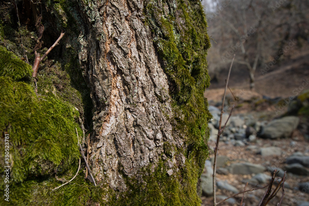 tree with moss on roots in a green forest or moss on tree trunk. Tree bark with green moss. Azerbaijan nature. tree with moss on roots in a green forest or moss on tree trunk. Tree bark with green moss. Azerbaijan nature.