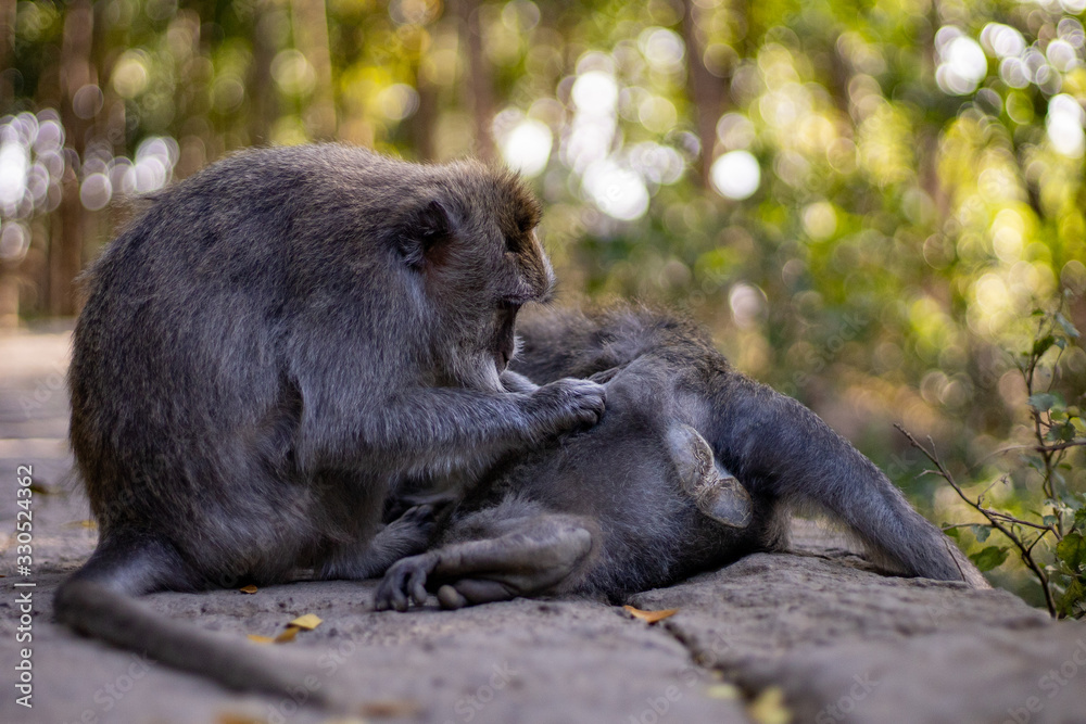 two small monkeys comb fleas