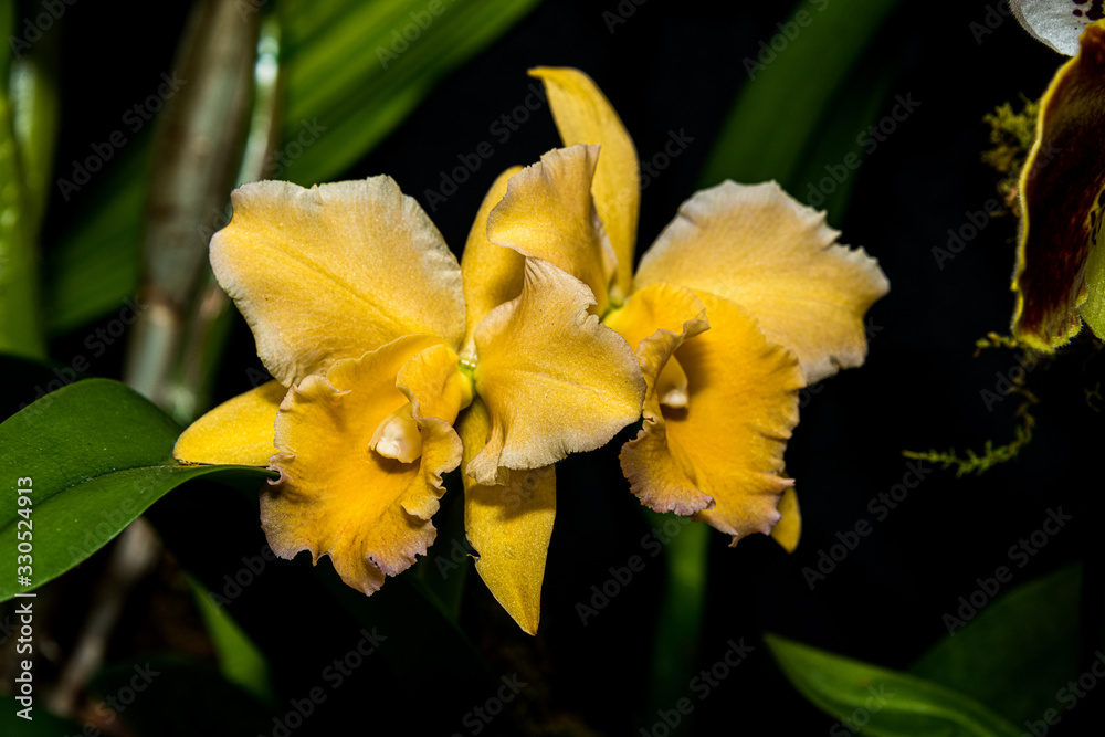 Yellow Cattleya Orchid in Bloom Yellow Cattleya Orchid in Bloom
