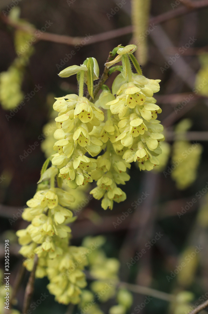 The beautiful very early spring flowers of Corylopsis spicata, in close up. A member of the witch hazel family irit is a native to east Asia. The beautiful very early spring flowers of Corylopsis spicata, in close up. A member of the witch hazel family irit is a native to east Asia.
