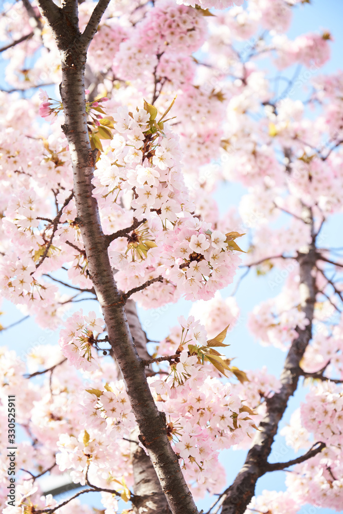 Cherry blossoms to mark the beginning of spring. Cherry blossoms to mark the beginning of spring.