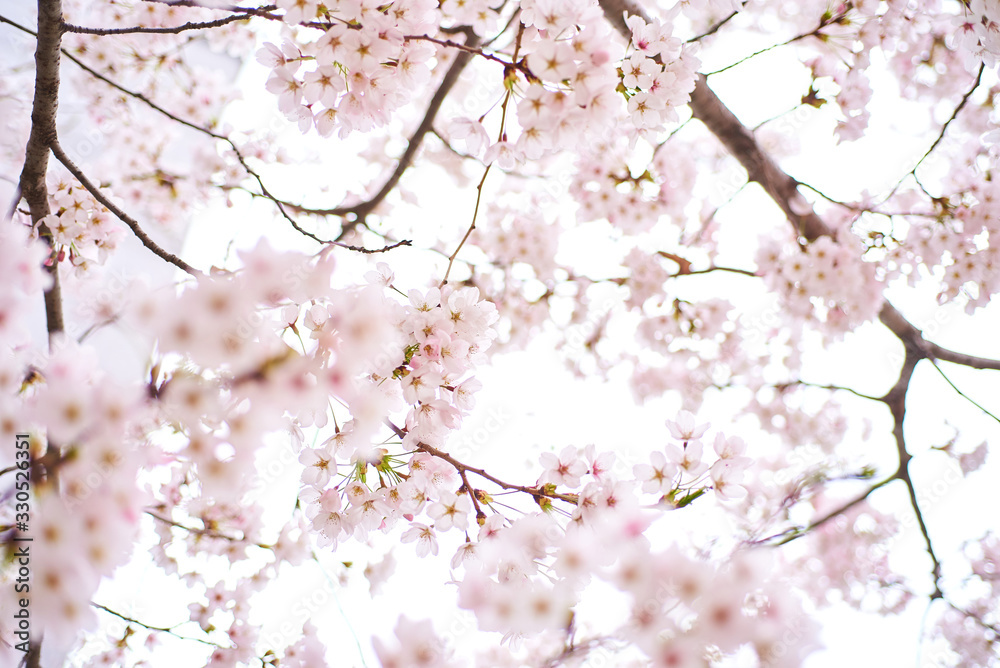 Cherry blossoms to mark the beginning of spring.