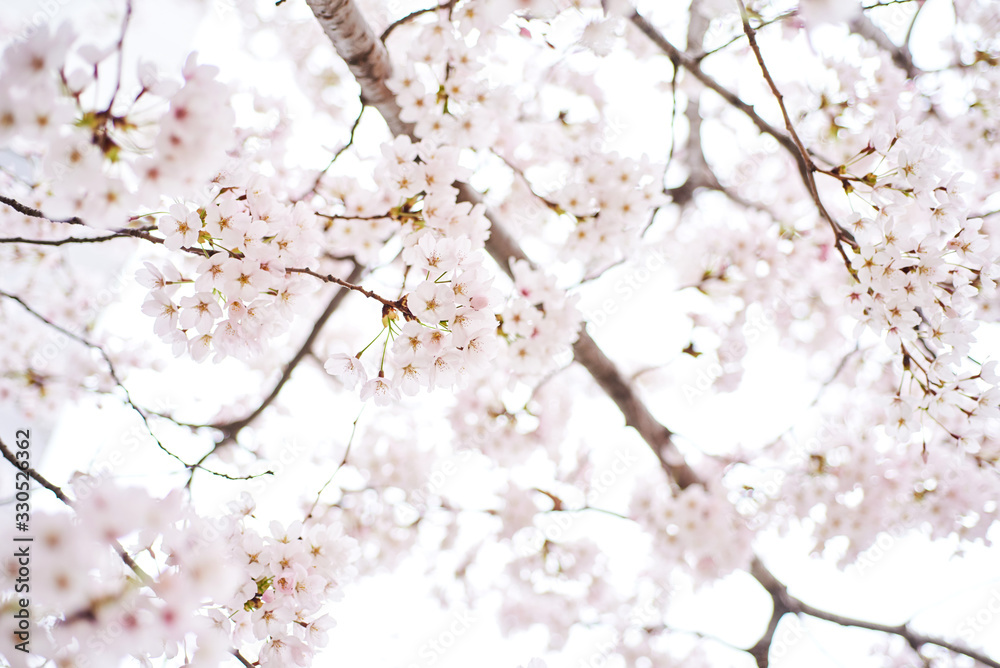 Cherry blossoms to mark the beginning of spring. Cherry blossoms to mark the beginning of spring.