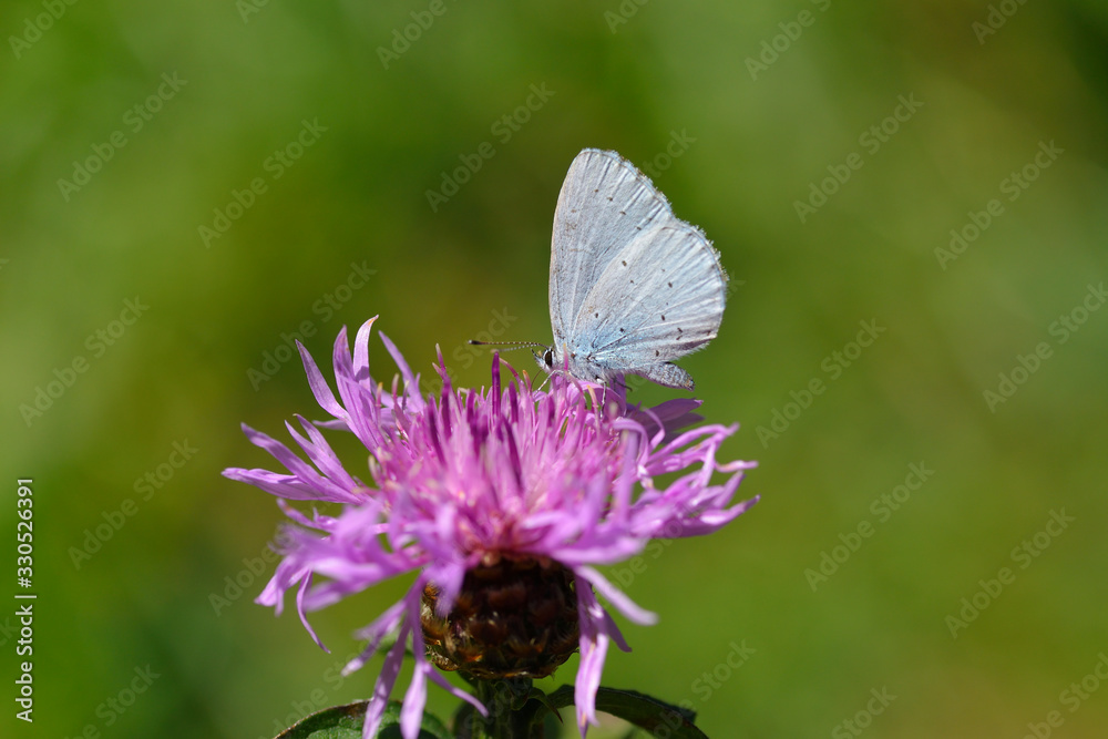 Faulbaum-Bläuling (Celastrina argiolus) Faulbaum-Bläuling (Celastrina argiolus)