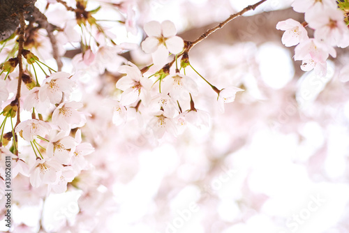 Cherry blossoms to mark the beginning of spring.